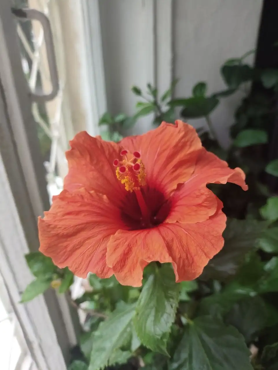 Продажа сортовых гибискусов в Уфе - Растения (Хобби и отдых) в Уфа