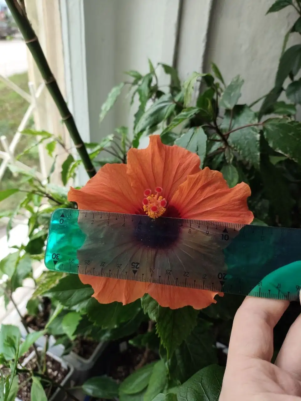 Продажа сортовых гибискусов в Уфе - Растения (Хобби и отдых) в Уфа