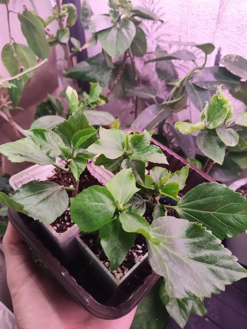 Продажа сортовых гибискусов в Уфе - Растения (Хобби и отдых) в Уфа