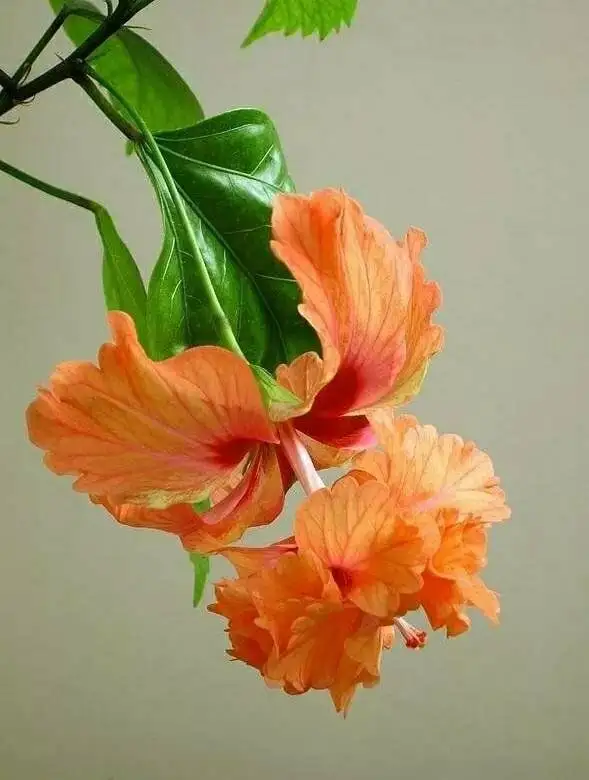 Продажа сортовых гибискусов в Уфе - Растения (Хобби и отдых) в Уфа