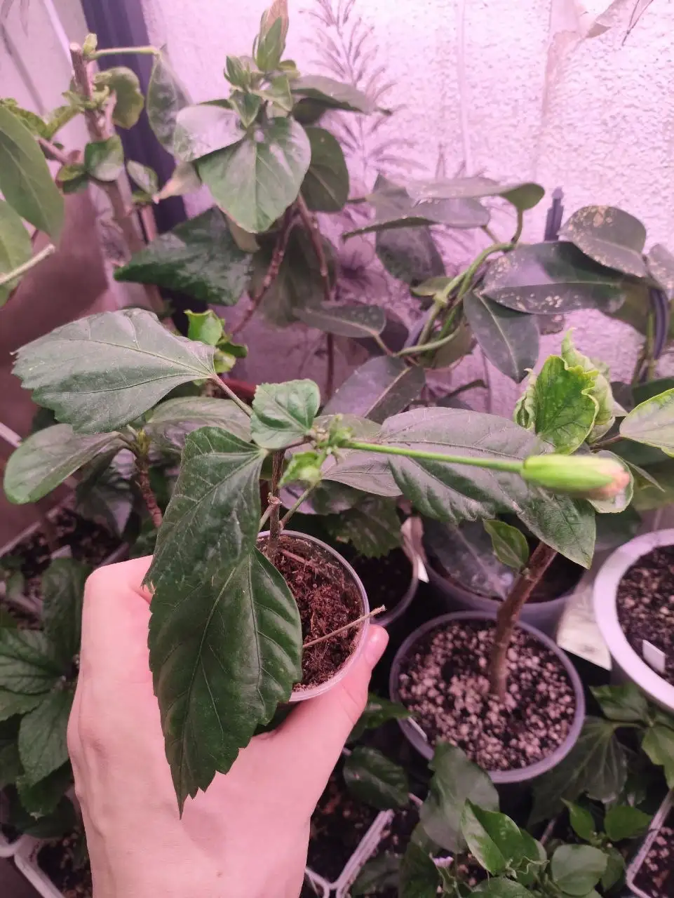 Продажа сортовых гибискусов в Уфе - Растения (Хобби и отдых) в Уфа