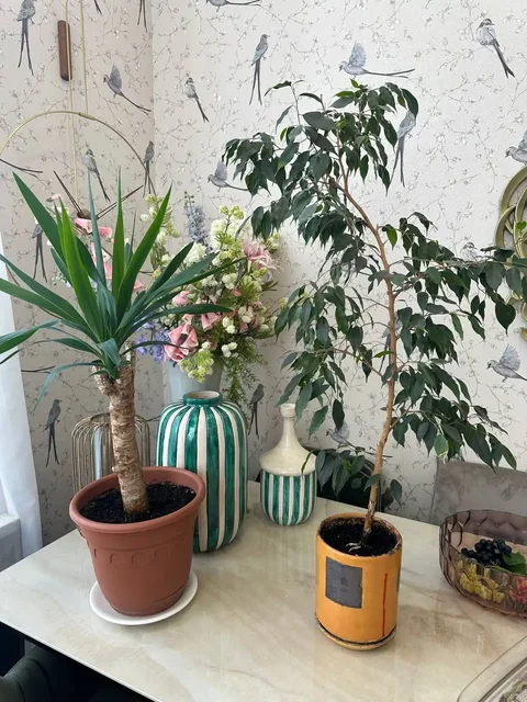 Продажа комнатных растений - частное объявление в Уфа