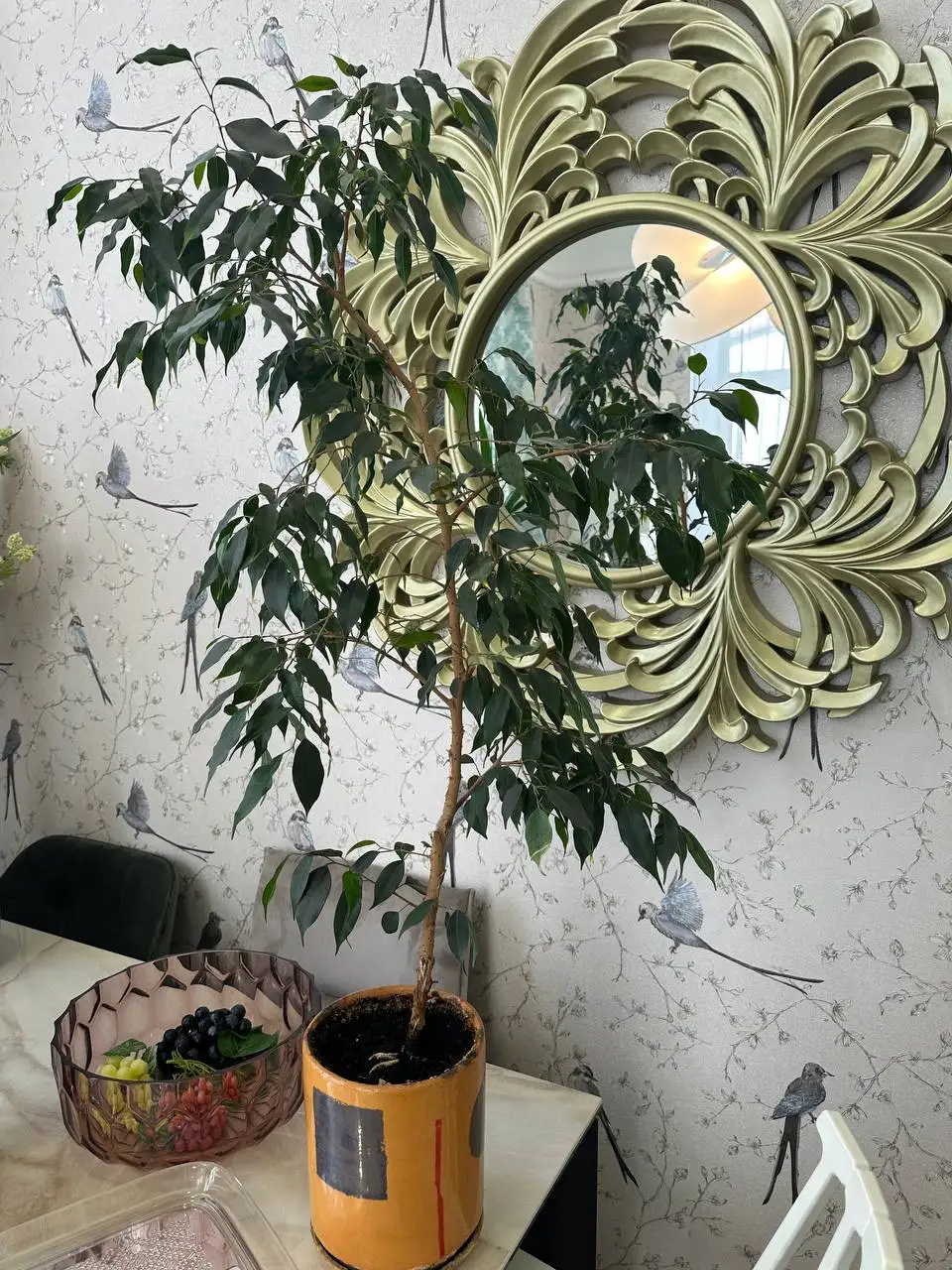 Продажа комнатных растений - Растения (Хобби и отдых) в Уфа