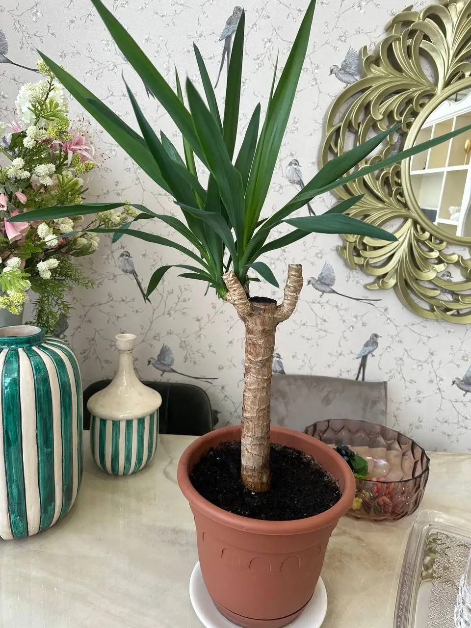 Продажа комнатных растений - Растения (Хобби и отдых) в Уфа