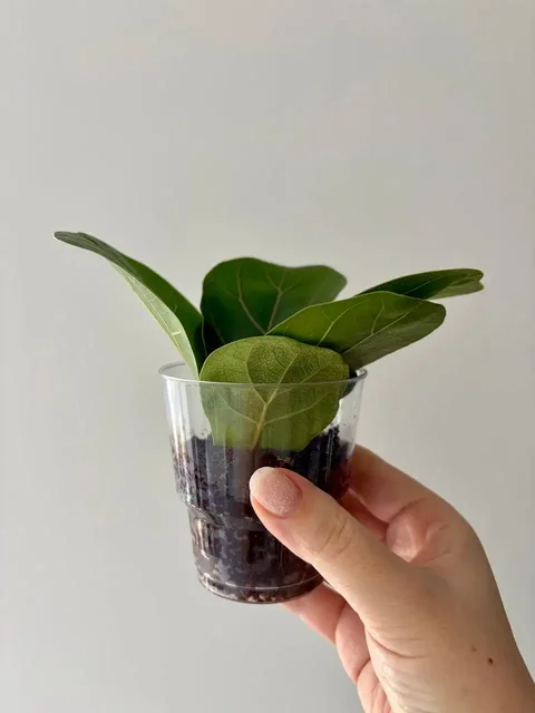 Лирата бамбино в кокосе - частное объявление в Уфа