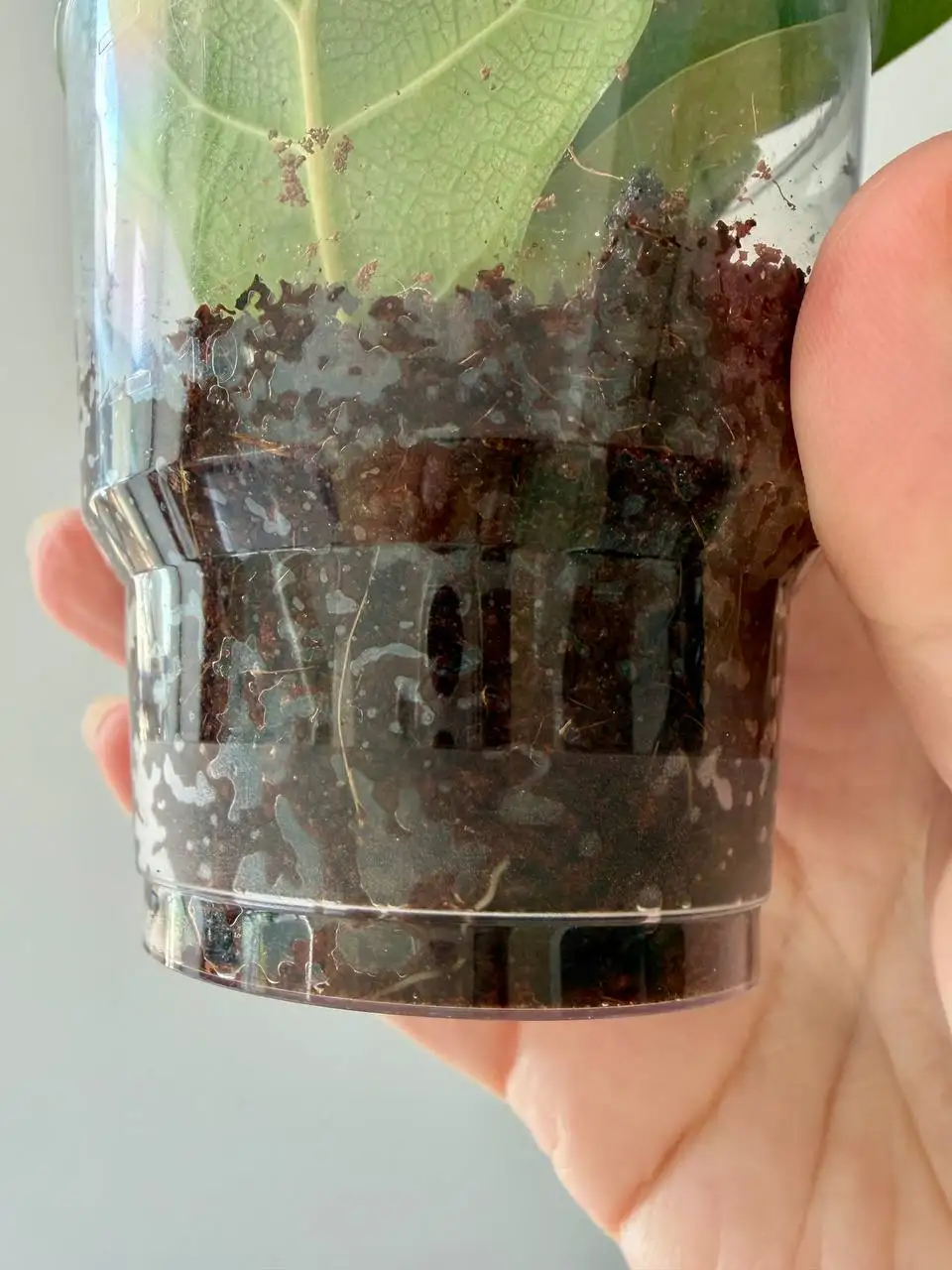 Лирата бамбино в кокосе - Растения в Уфа