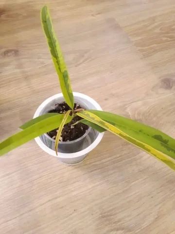 Фикус Амстел Грин голд - Рыбалка в Уфа