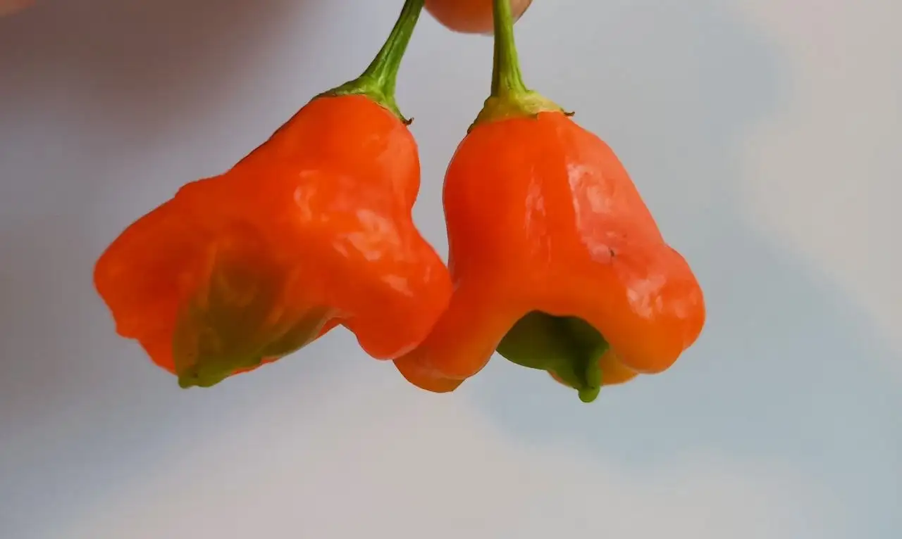 Рассада острого перца Колокол - Растения (Хобби и отдых) в Уфа