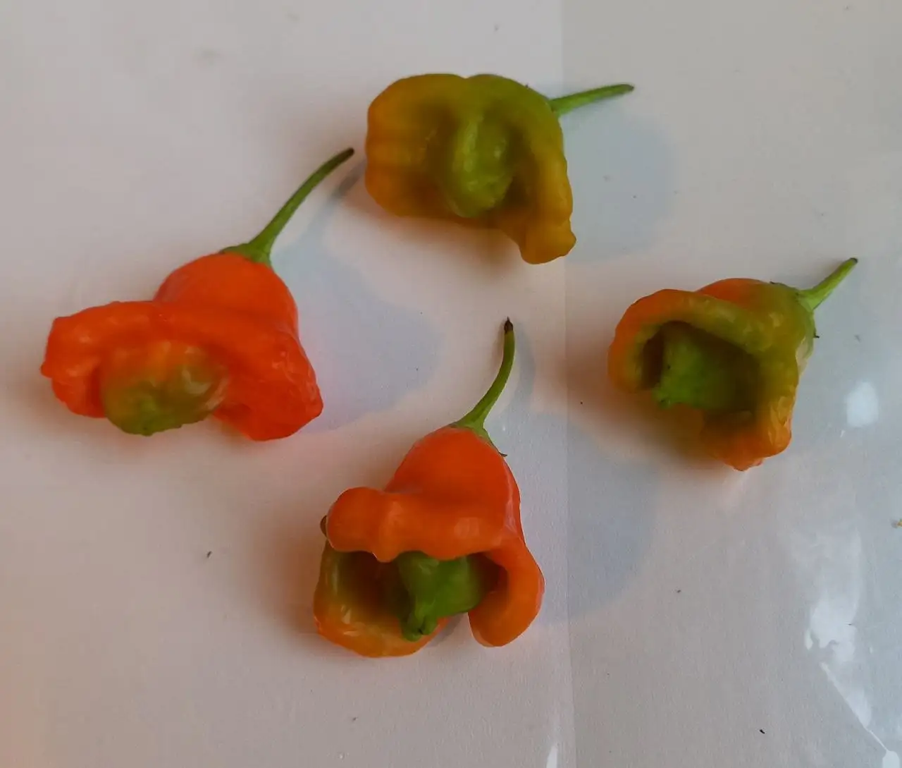 Рассада острого перца Колокол - Растения (Хобби и отдых) в Уфа