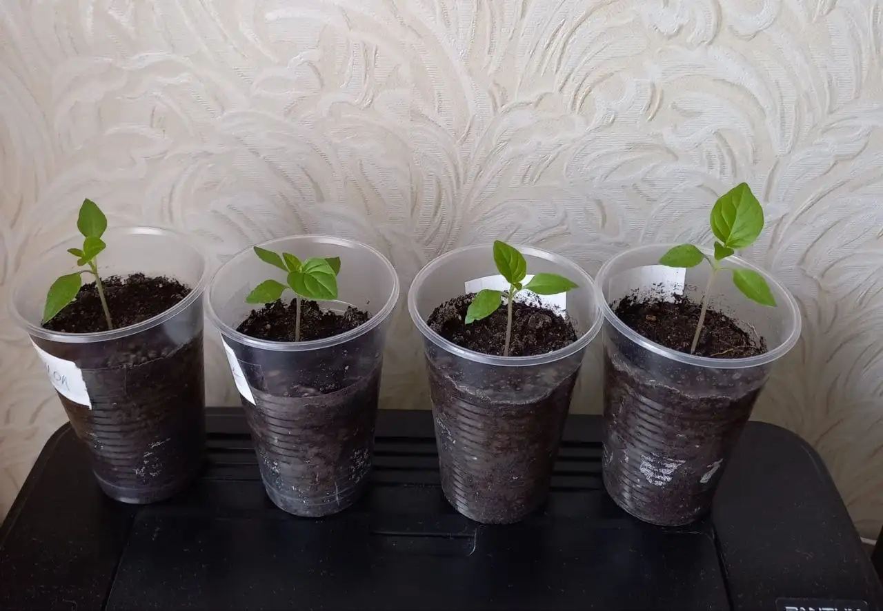 Рассада острого перца Колокол - Растения (Хобби и отдых) в Уфа