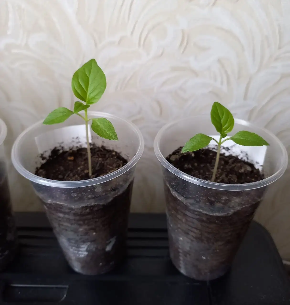 Рассада острого перца Колокол - Растения (Хобби и отдых) в Уфа