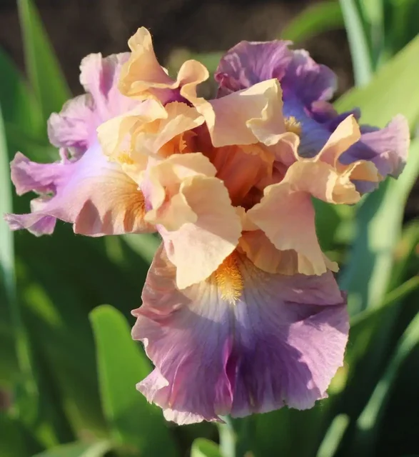 Сортовые ирисы в горшках Р9 - Лодки и водный транспорт в Уфа