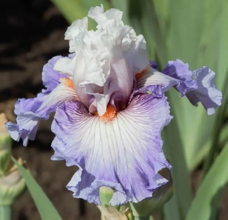 Сортовые ирисы в горшках Р9 - Растения (Хобби и отдых) в Уфа