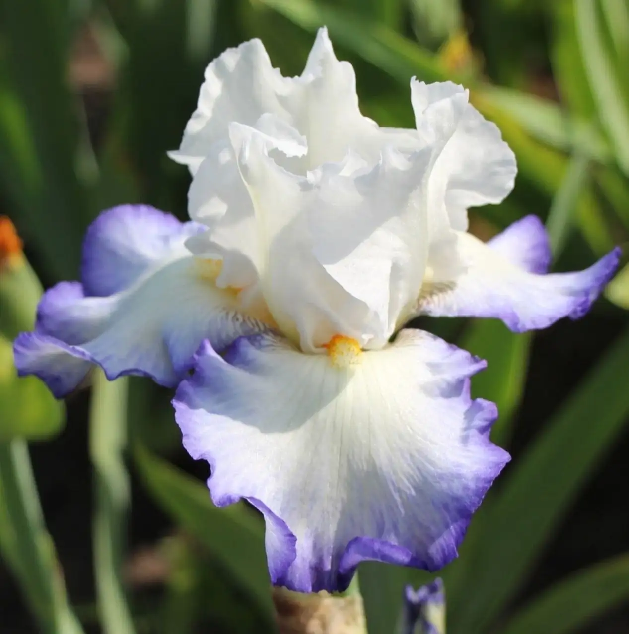 Сортовые ирисы в горшках Р9 - Растения (Хобби и отдых) в Уфа