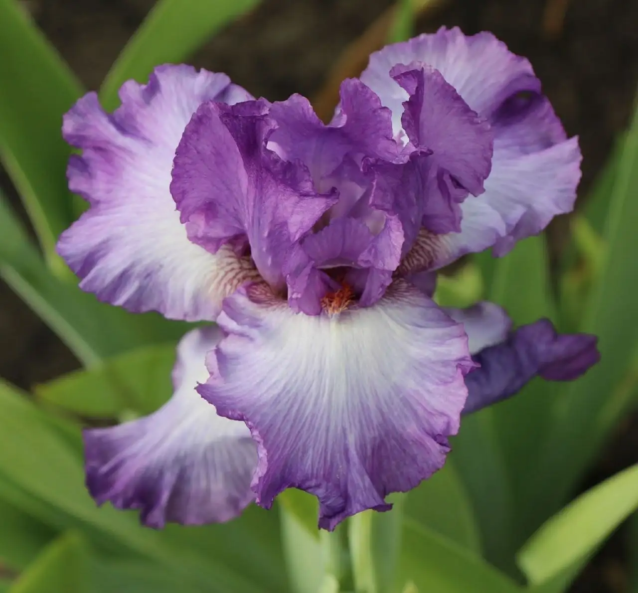 Сортовые ирисы в горшках Р9 - Растения (Хобби и отдых) в Уфа