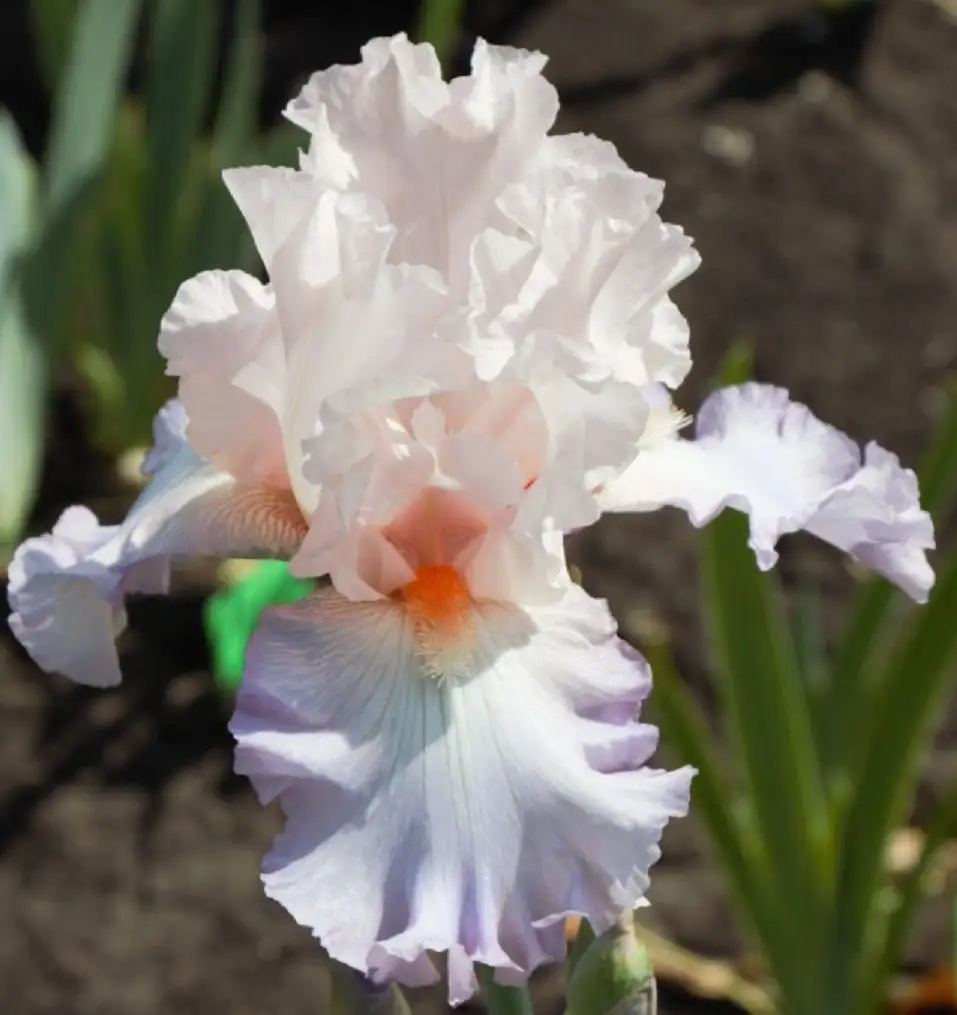 Сортовые ирисы в горшках Р9 - Растения (Хобби и отдых) в Уфа