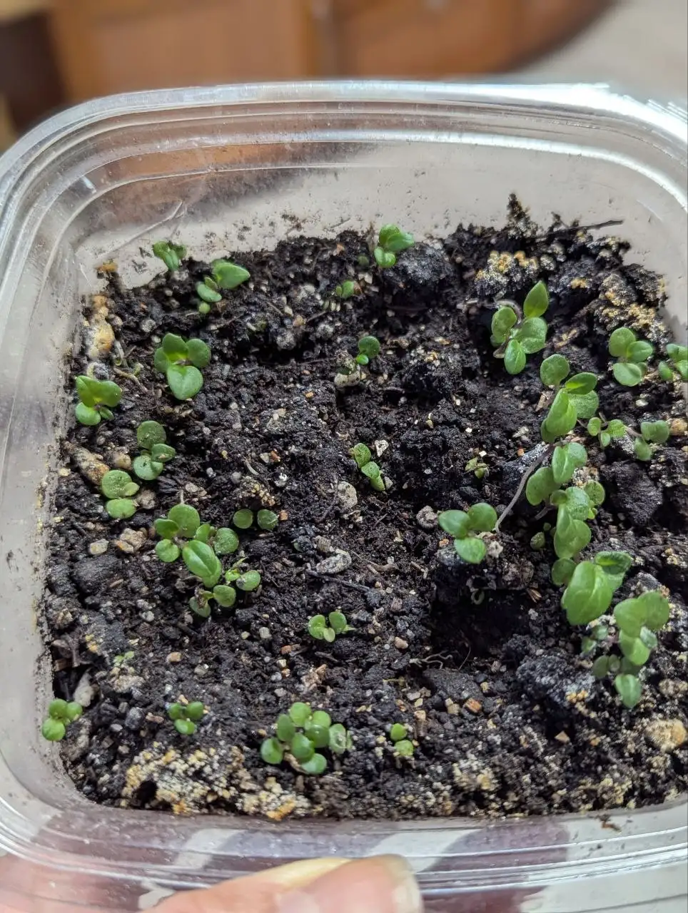 Цинерария, требуется пикировка - Растения (Хобби и отдых) в Уфа