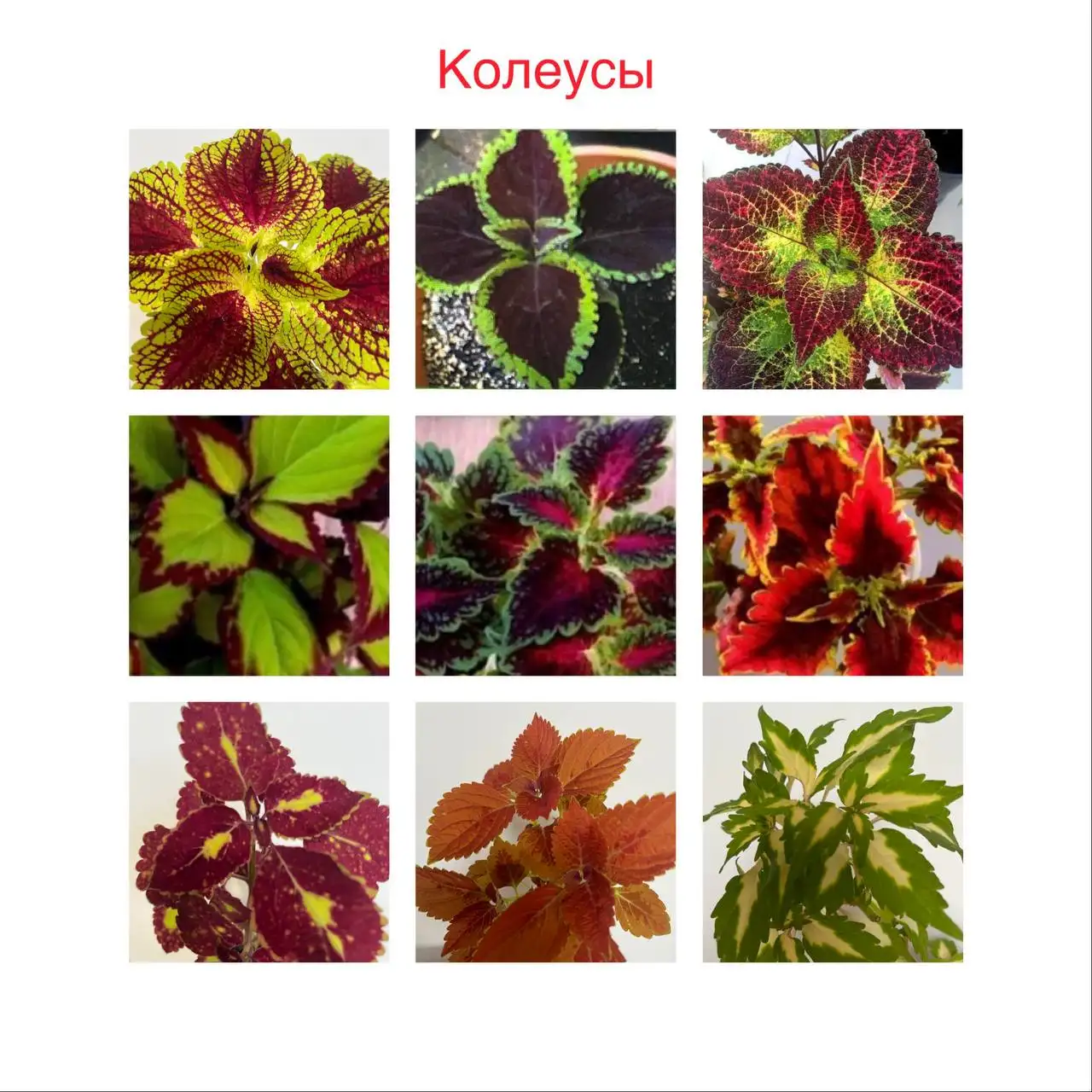 Продажа излишков цветов и рассады овощей - Растения/Садоводство (Хобби и отдых) в Уфа