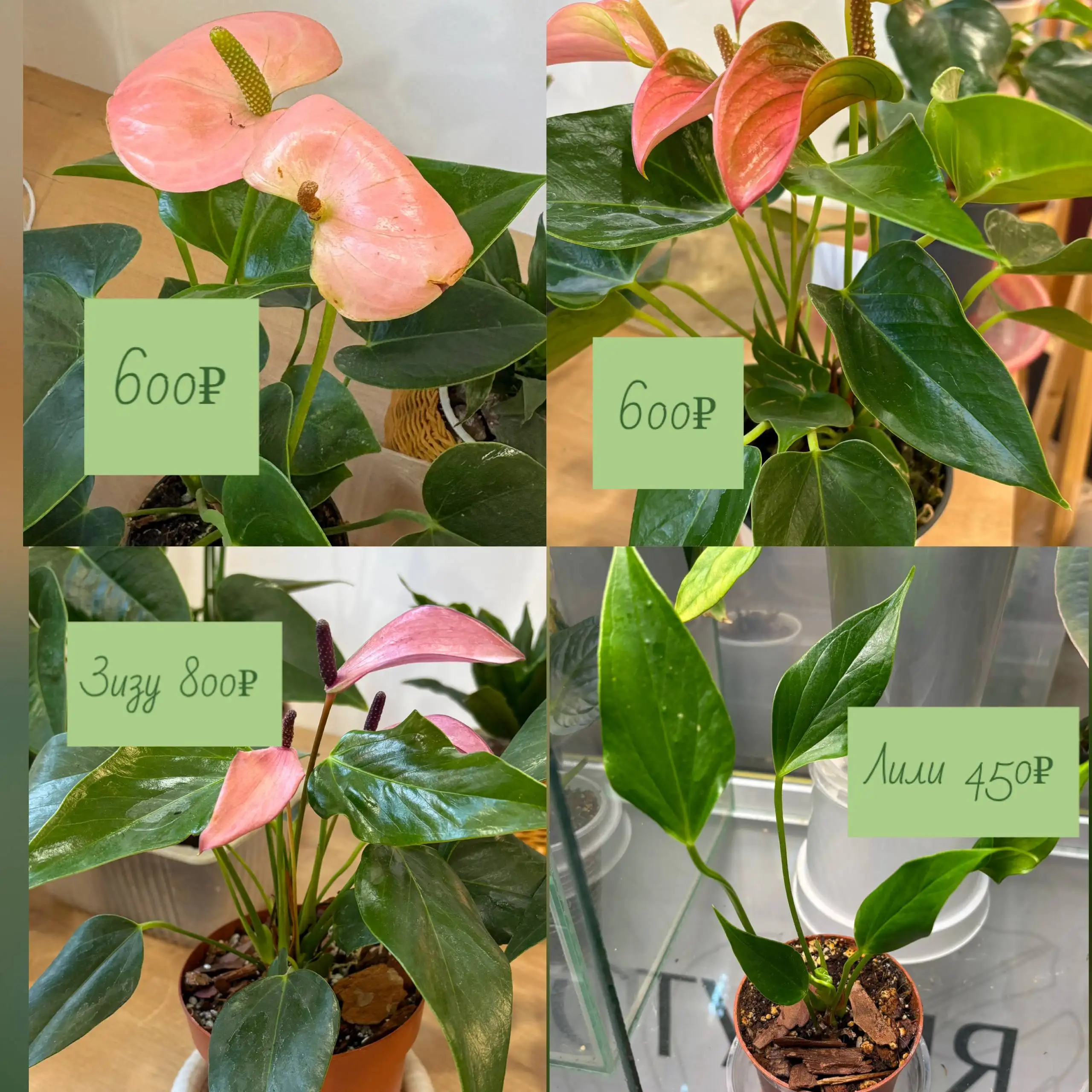 Продажа комнатных растений в Уфе - Растения (Хобби и отдых) в Уфа