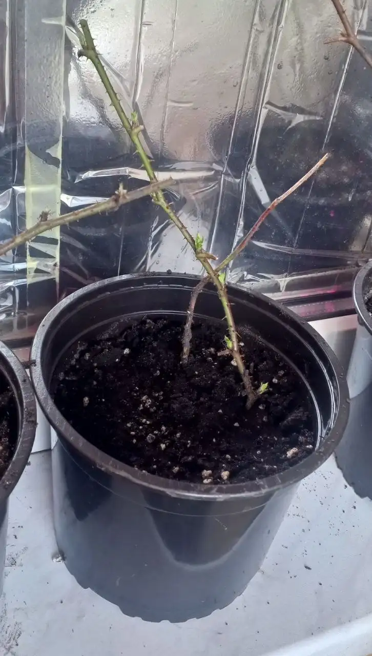 Саженцы ежевики Блэк Бьюти - Растения (Хобби и отдых) в Уфа