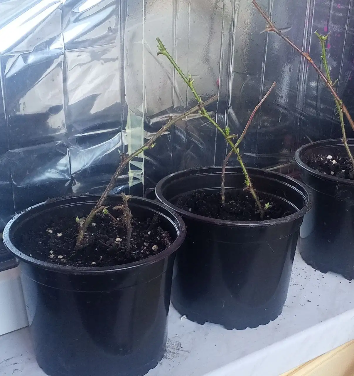 Саженцы ежевики Блэк Бьюти - Растения (Хобби и отдых) в Уфа