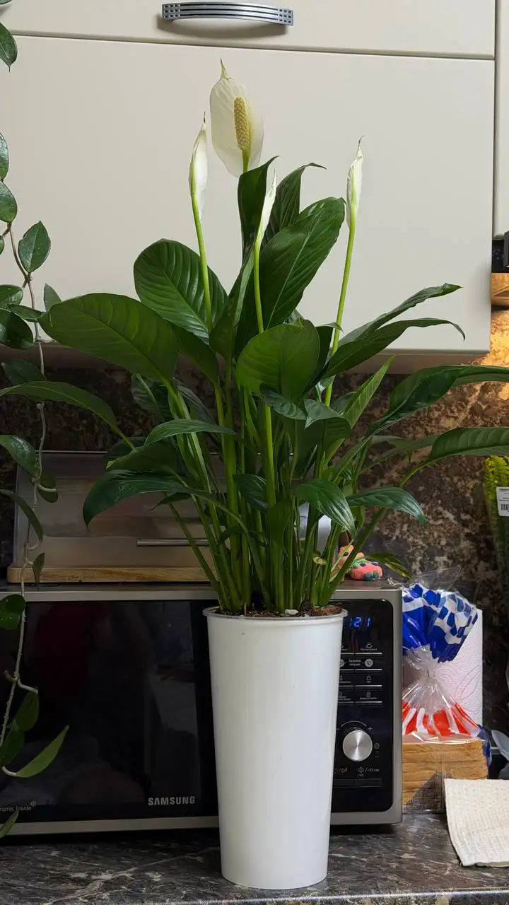 Спатифиллум из Леруа Мерлен в Уфе - Растения (Хобби и отдых) в Уфа