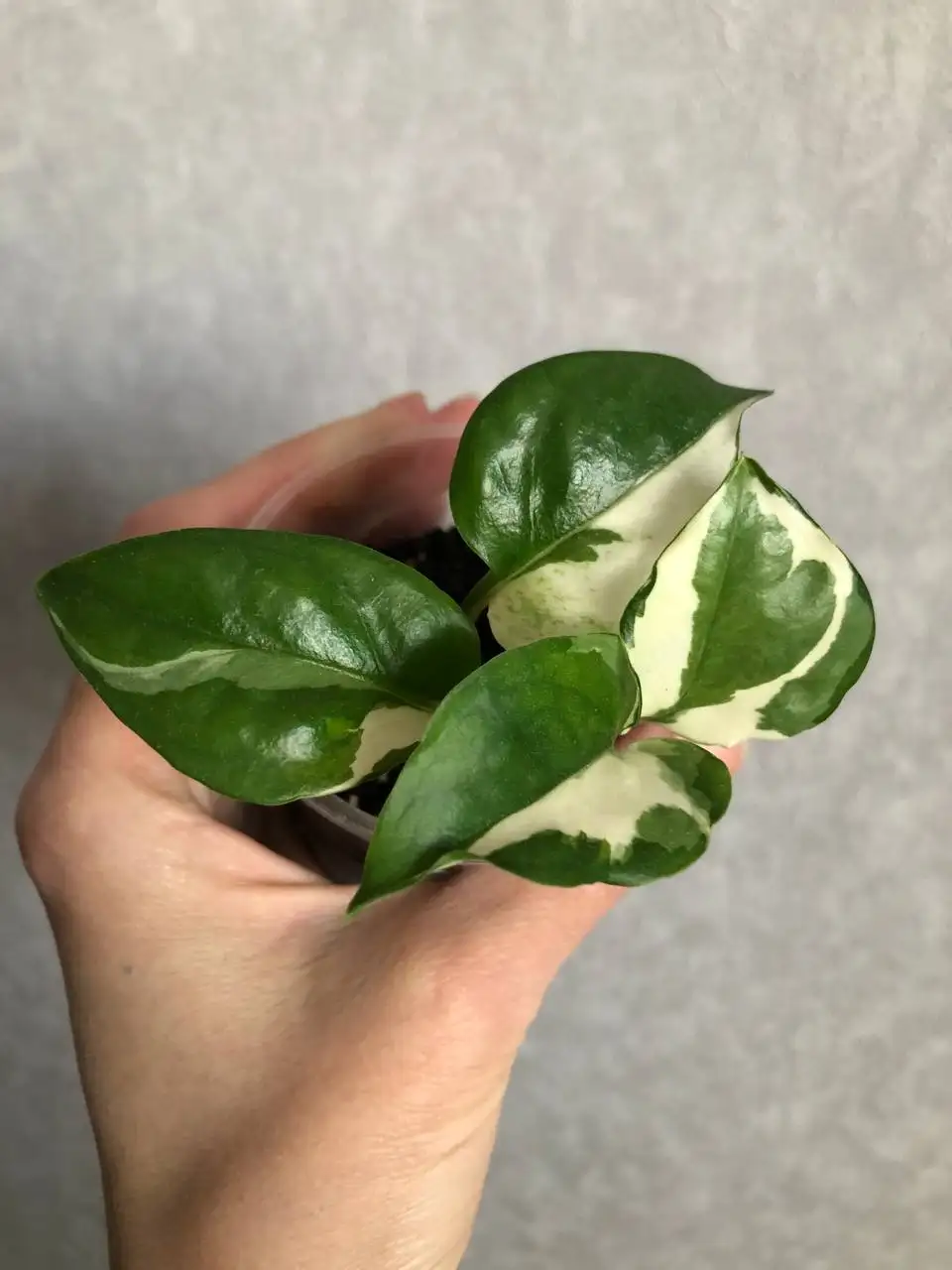 Продажа растения Эпипремнум - Растения (Хобби и отдых) в Уфа