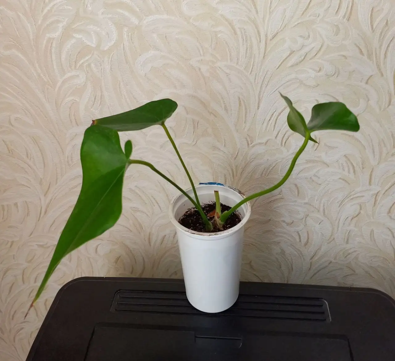 Продам красный антуриум - Растения (Хобби и отдых) в Уфа