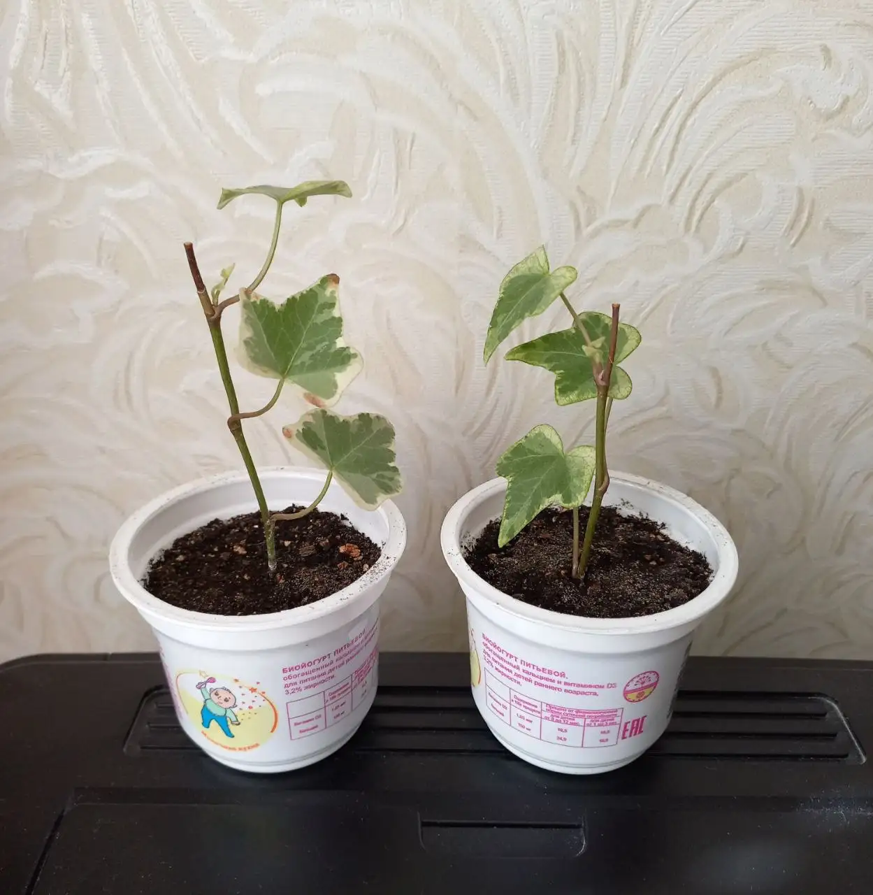 Растения для дачи - Растения (Хобби и отдых) в Уфа