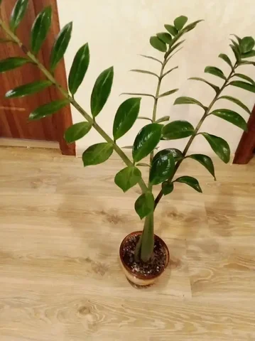 Продажа замиокулькаса в Уфе - Пасхальные украшения в Уфа