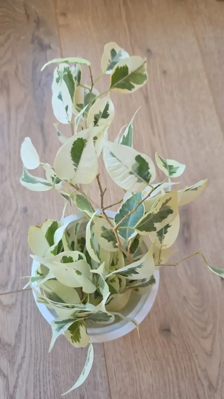 Фикус твилайт веточки для укоренения - Растения (Хобби и отдых) в Михайловка