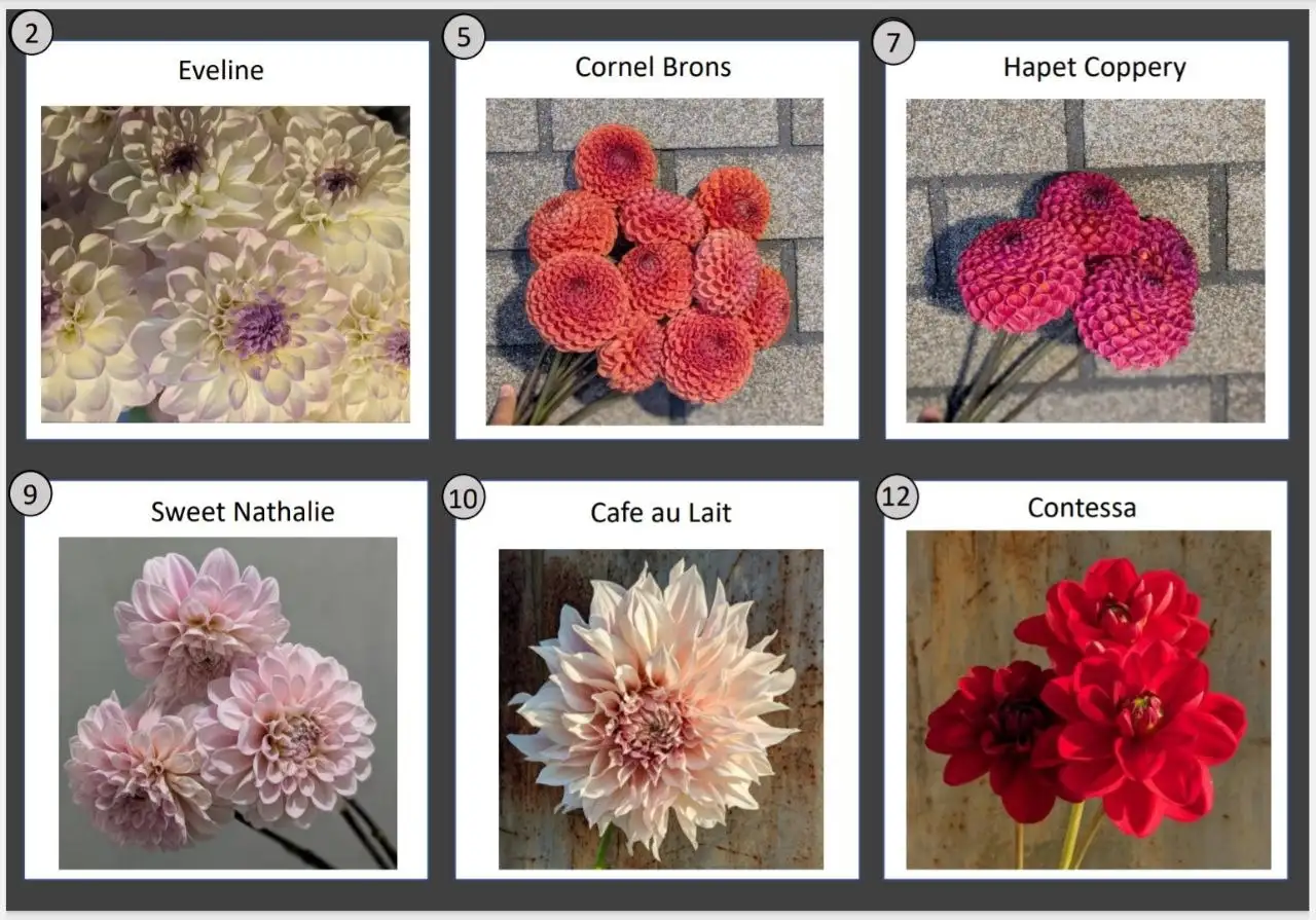 Предложение по георгинам - Растения (Хобби и отдых) в Уфа