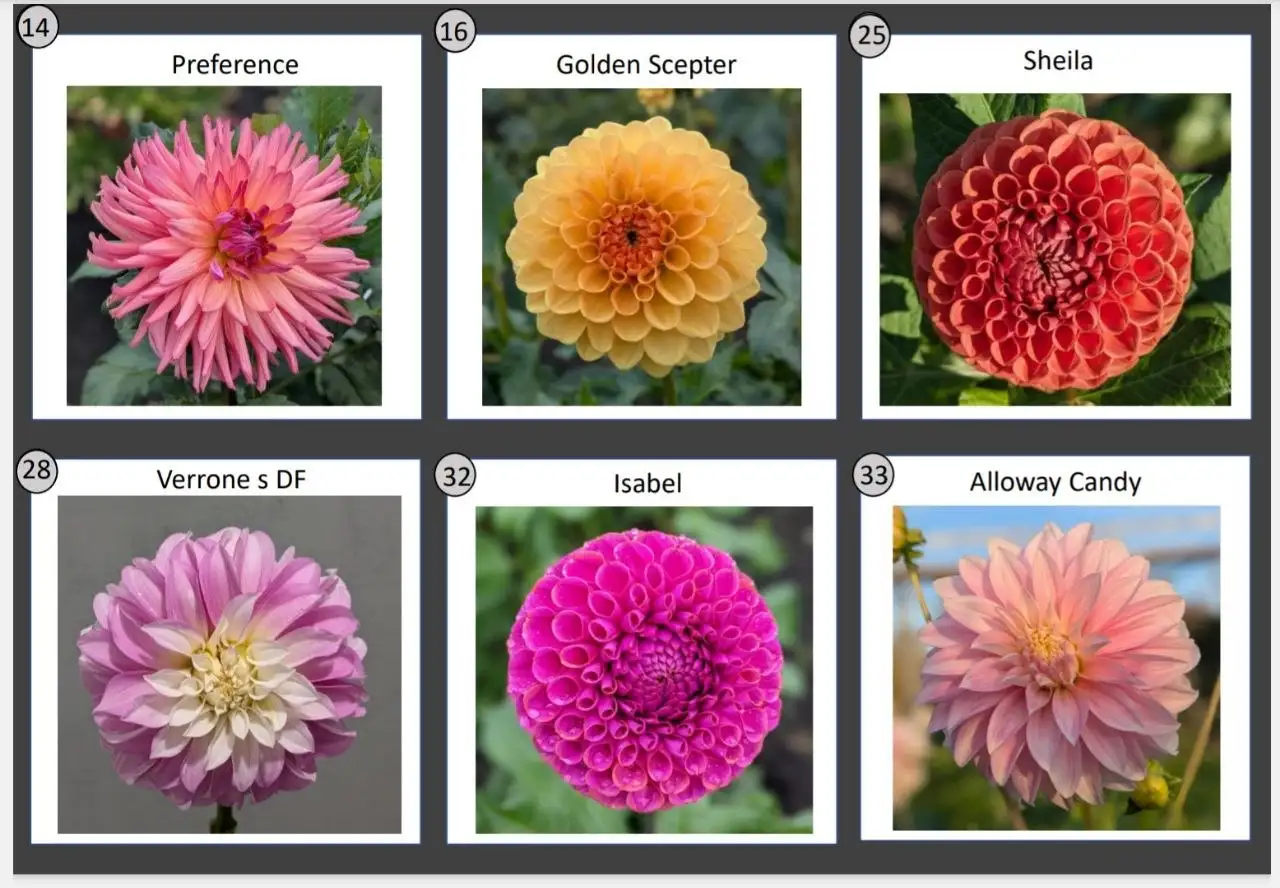 Предложение по георгинам - Растения (Хобби и отдых) в Уфа