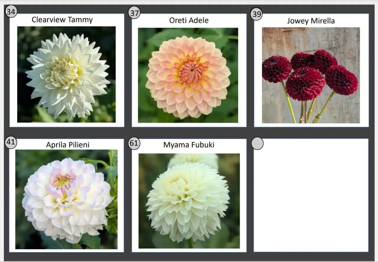 Предложение по георгинам - Растения (Хобби и отдых) в Уфа