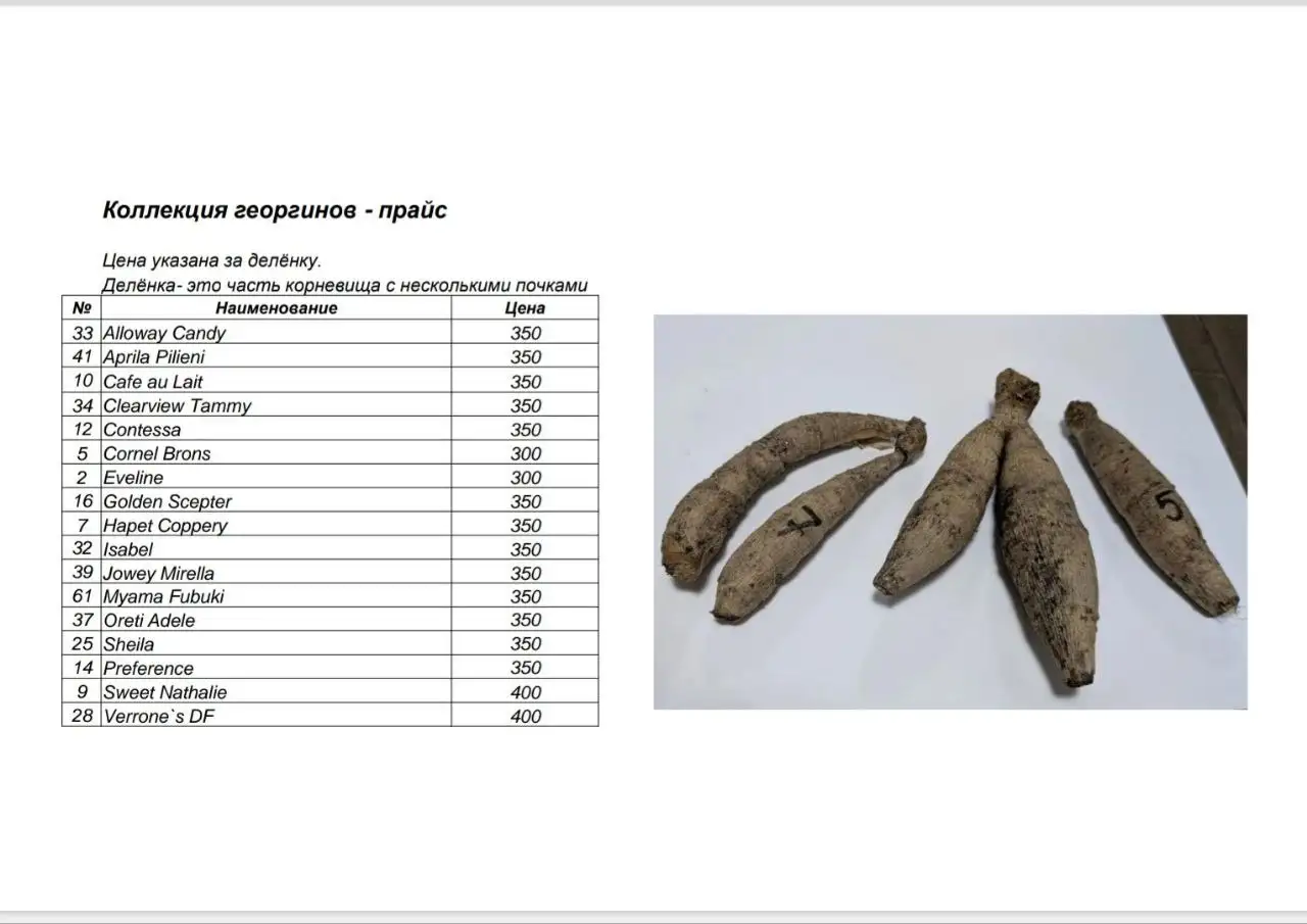 Предложение по георгинам - Растения (Хобби и отдых) в Уфа