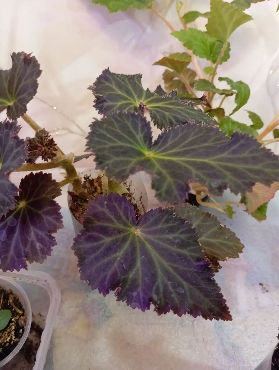 Растения для дачи: бегонии, колеусы, эустомы - Растения для сада/дачи (Хобби и отдых) в Уфа