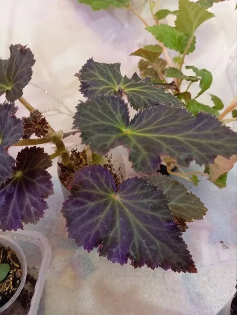 Растения для дачи: бегонии, колеусы, эустомы - частное объявление в Уфа