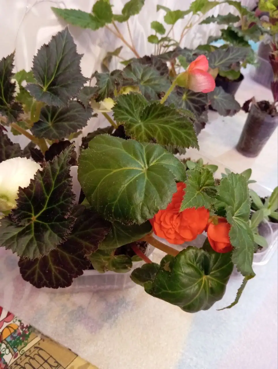 Растения для дачи: бегонии, колеусы, эустомы - Растения для сада/дачи (Хобби и отдых) в Уфа