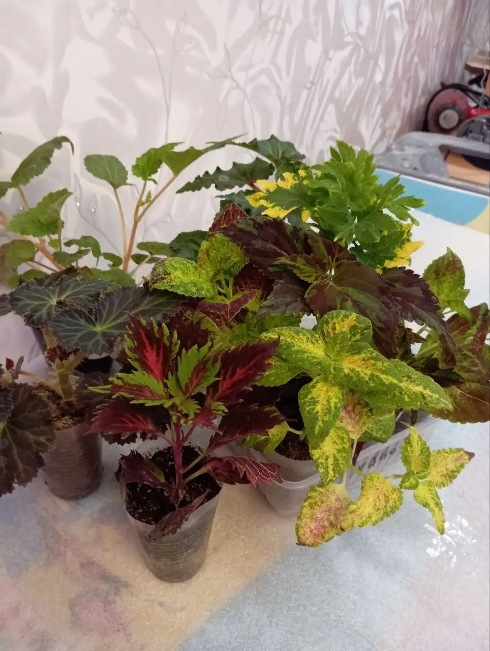 Растения для дачи: бегонии, колеусы, эустомы - Растения для сада/дачи (Хобби и отдых) в Уфа