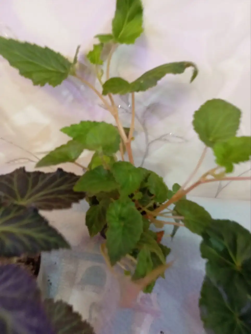 Растения для дачи: бегонии, колеусы, эустомы - Растения для сада/дачи (Хобби и отдых) в Уфа