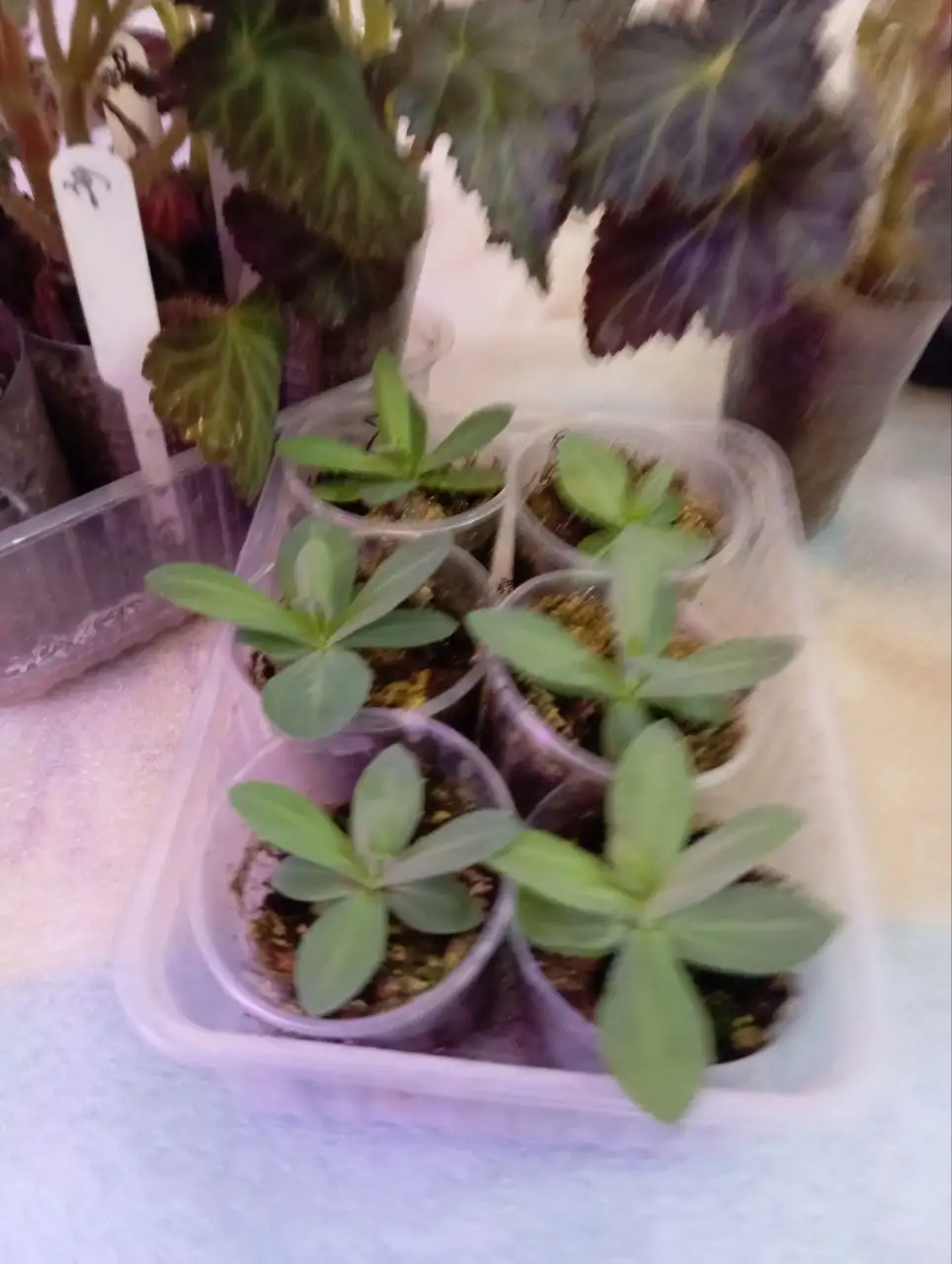 Растения для дачи: бегонии, колеусы, эустомы - Растения для сада/дачи (Хобби и отдых) в Уфа