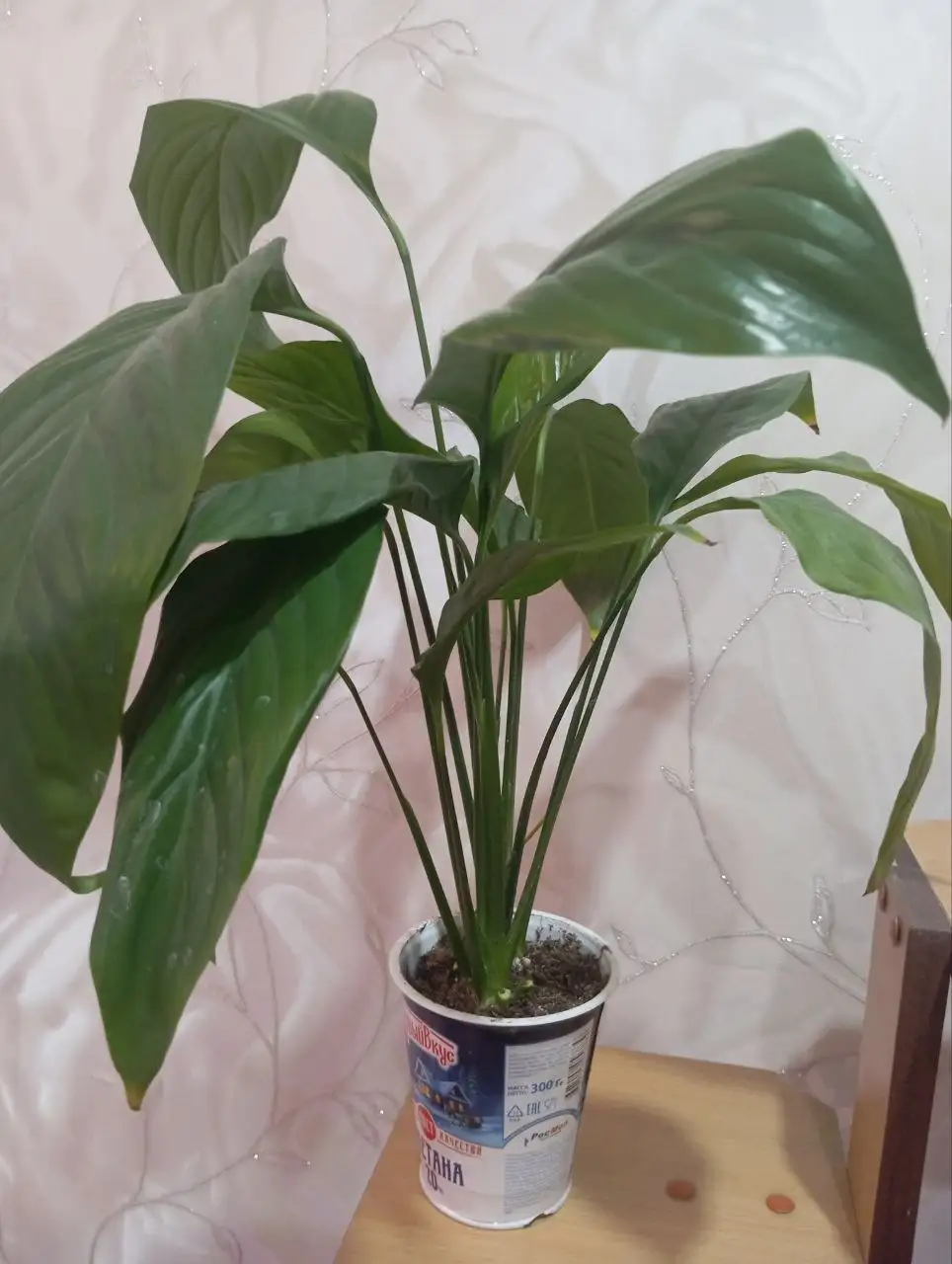 Растения для дачи: бегонии, колеусы, эустомы - Растения для сада/дачи (Хобби и отдых) в Уфа