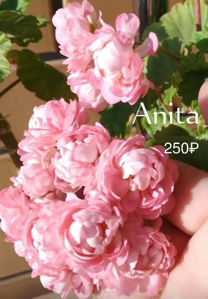 Черенки сортовых пеларгоний - Растения (Хобби и отдых) в Уфа