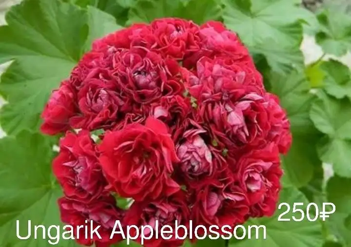 Черенки сортовых пеларгоний - Растения (Хобби и отдых) в Уфа