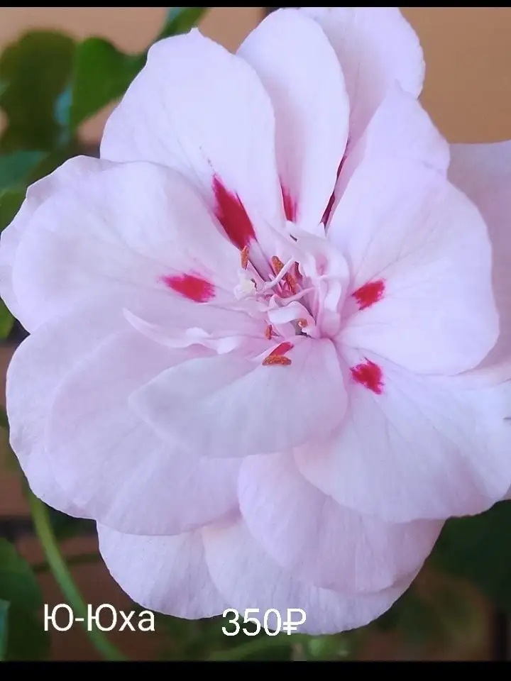 Черенки сортовых пеларгоний - Растения (Хобби и отдых) в Уфа