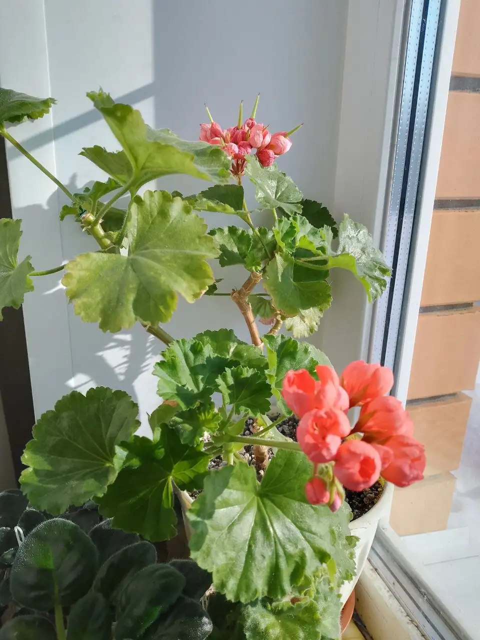 Черенки сортовых пеларгоний - Растения (Хобби и отдых) в Уфа