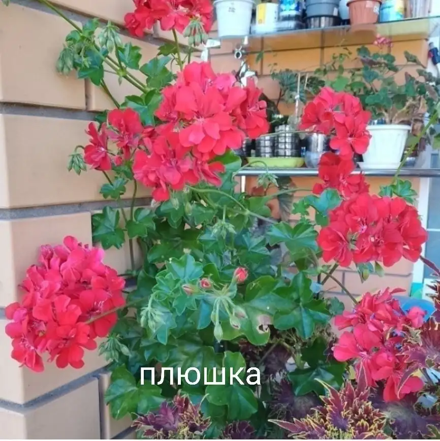 Черенки сортовых пеларгоний - Растения (Хобби и отдых) в Уфа