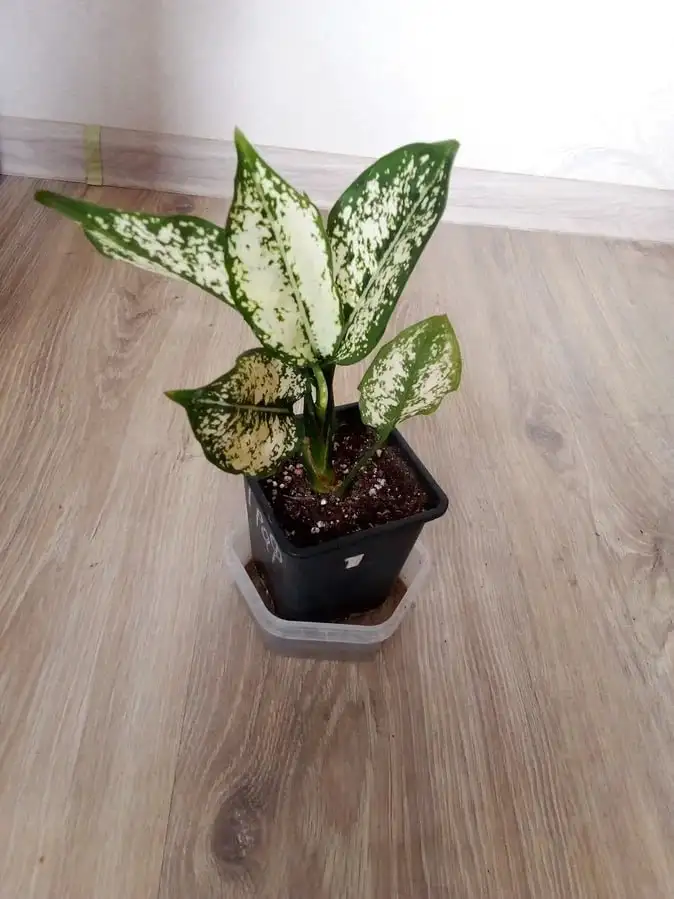 Продажа растения аглаонема ферст даймонд - Растения (Хобби и отдых) в Уфа