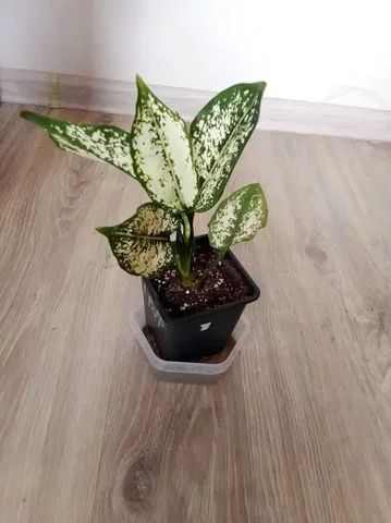 Продажа растения аглаонема ферст даймонд - Водный транспорт в Уфа