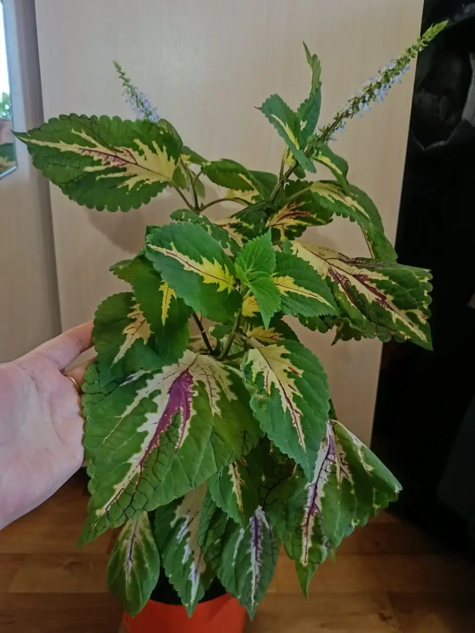 Продажа колеусов в Уфе - Растения (Хобби и отдых) в Уфа